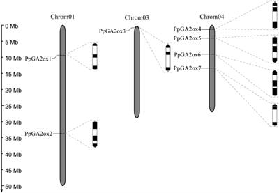 Functional Analysis of the Gibberellin 2-oxidase Gene Family in Peach